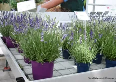 The Lavendula ang. BeeZee is a new lavendula of Hishtil. "It is a new hardy compact and exiting angustifolia series with similar characteristics and tons of flowers that will attract and keep bees busy during the long flowering season."
